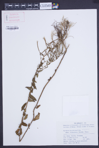Epilobium brevifolium image