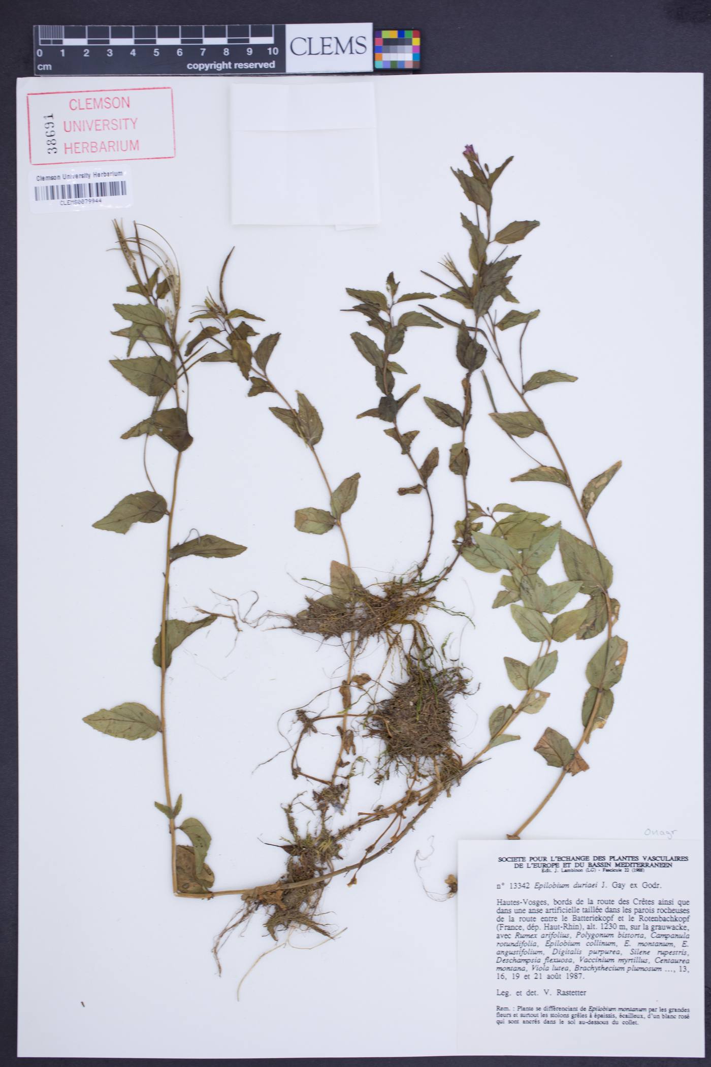 Epilobium duriaei image