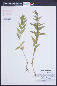 Epilobium ciliatum subsp. glandulosum image