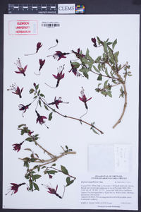 Fuchsia magellanica image