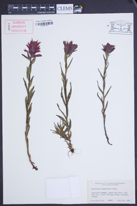 Castilleja rhexiifolia image