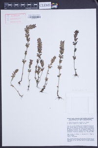 Parentucellia latifolia image