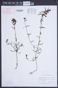 Rhinanthus serotinus image