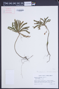 Biophytum dendroides image