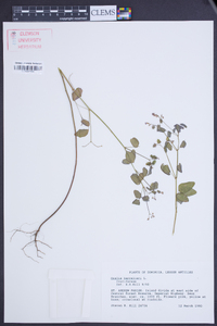 Oxalis barrelieri image