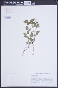 Oxalis barrelieri image