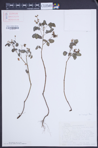 Oxalis barrelieri image