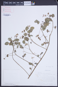 Oxalis barrelieri image