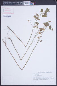 Oxalis barrelieri image