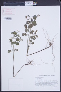 Oxalis barrelieri image