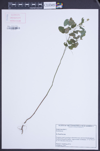 Oxalis barrelieri image