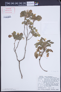 Oxalis frutescens image