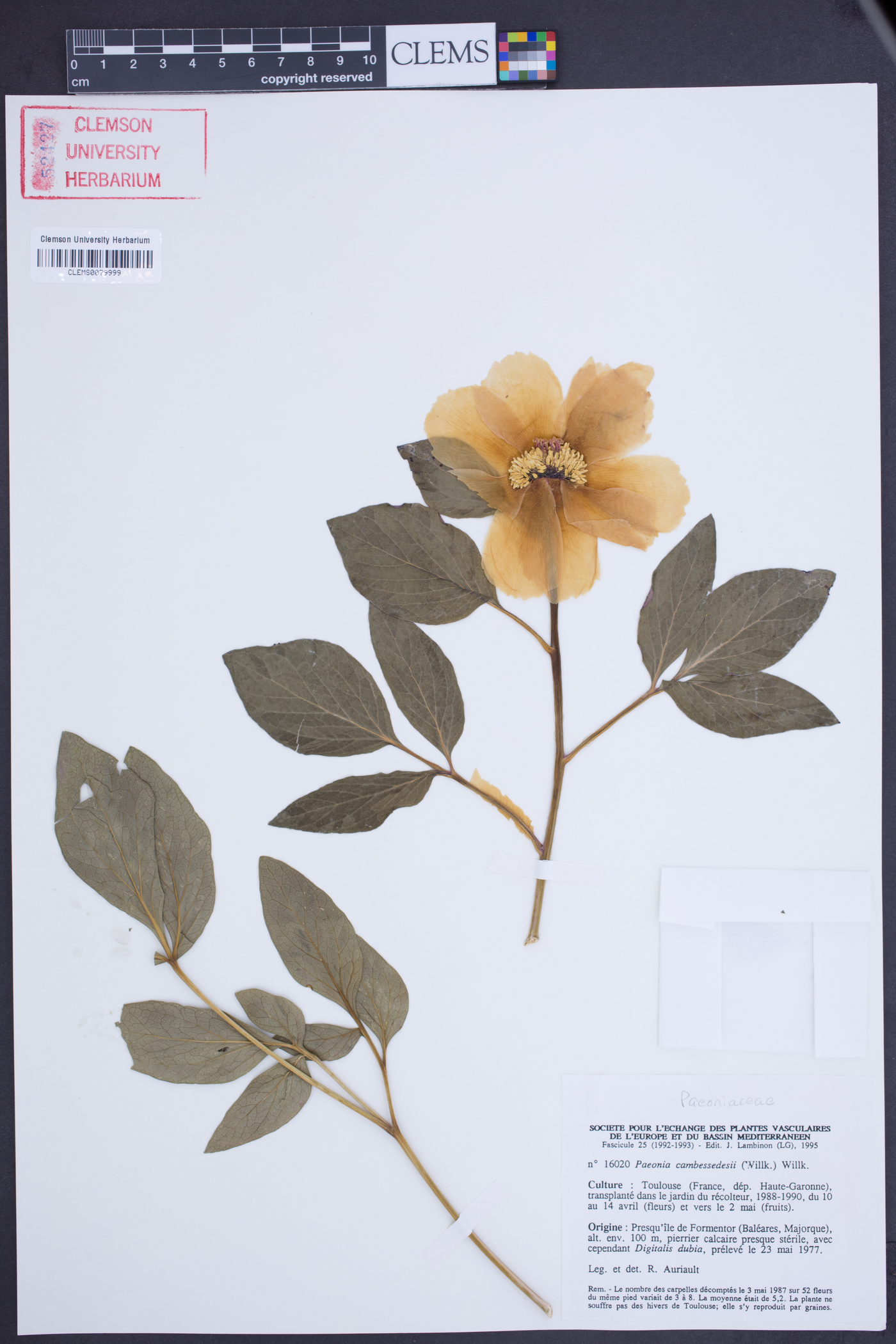 Paeonia cambessedesii image