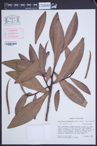 Pelliciera rhizophorae image