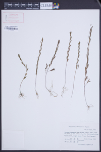 Phyllanthus ussuriensis image