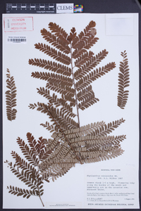 Phyllanthus mimosoides image