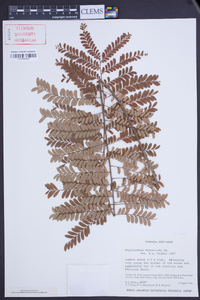 Phyllanthus mimosoides image