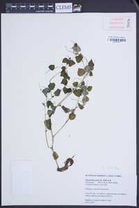 Peperomia pellucida image