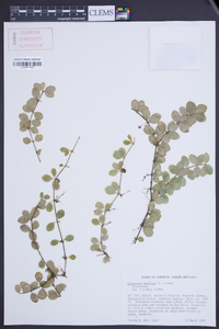 Peperomia trifolia image