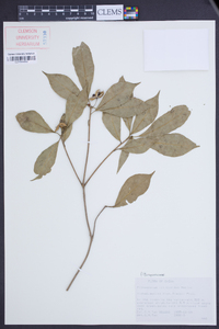 Pittosporum illicioides image