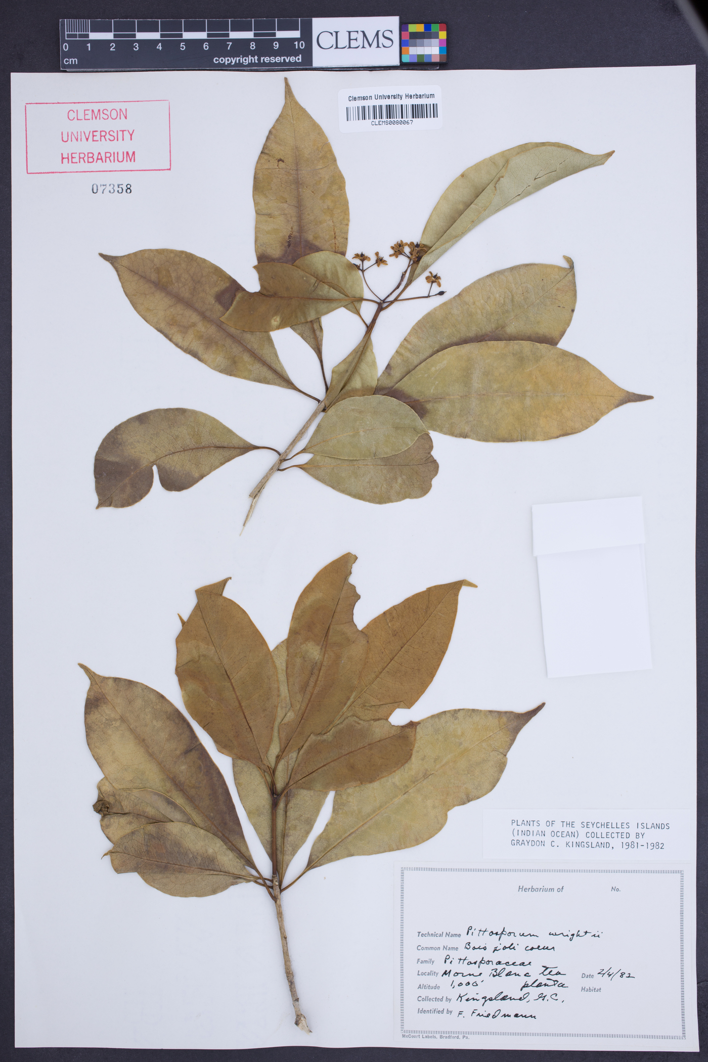Pittosporum senacia image