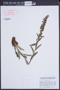 Digitalis parviflora image