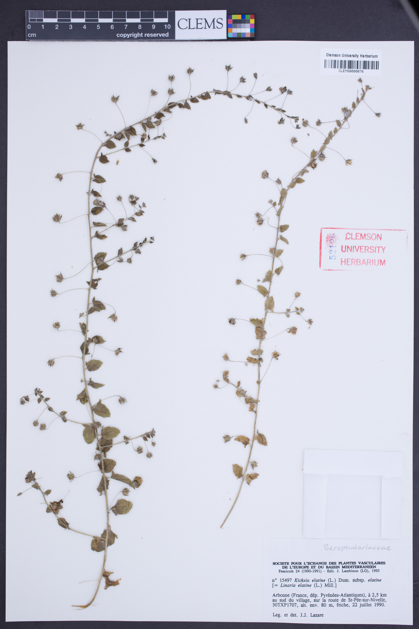 Kickxia elatine subsp. elatine image