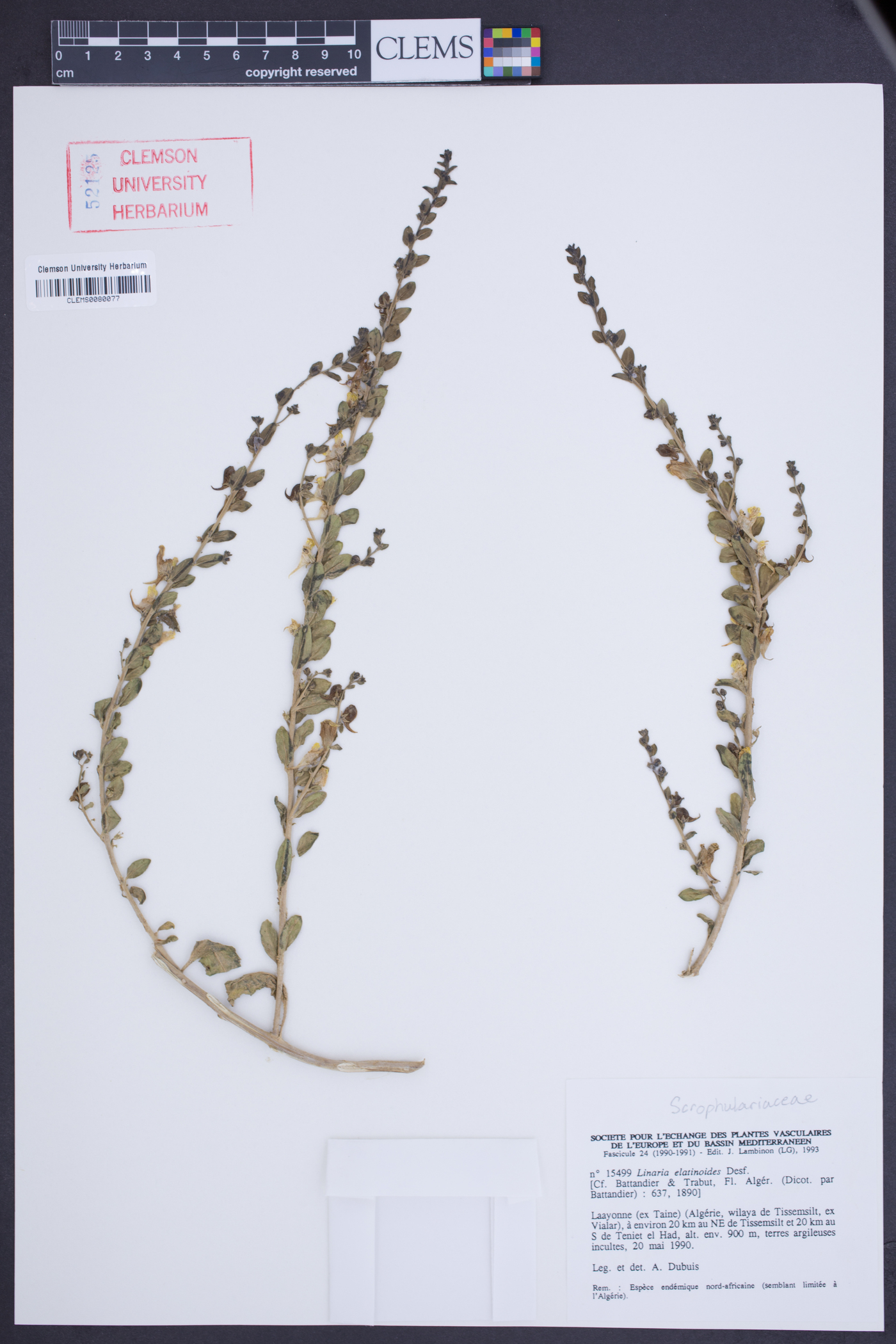 Linaria elatinoides image