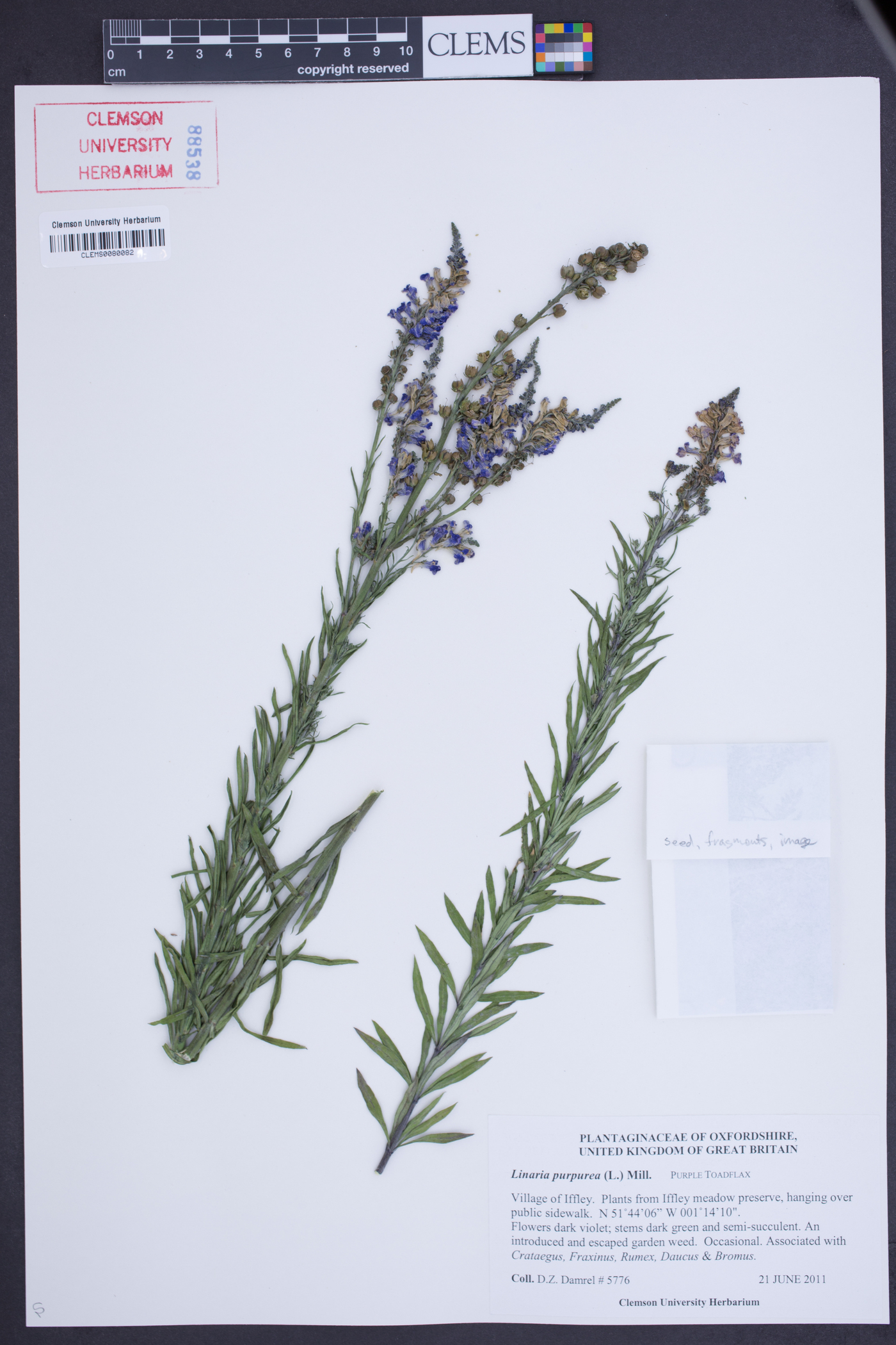 Linaria purpurea image