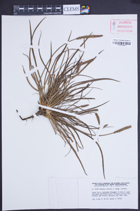 Plantago maritima image