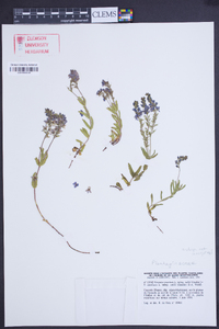 Veronica teucrium image