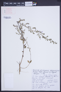 Loeselia caerulea image