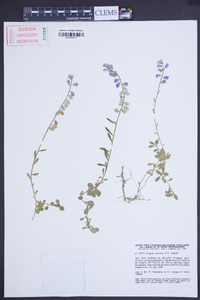 Polygala calcarea image