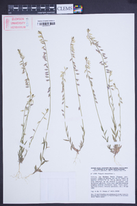 Polygala monspeliaca image