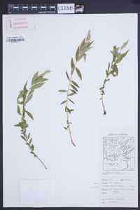 Polygala senega image