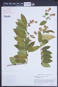 Securidaca diversifolia image