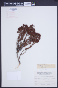 Chorizanthe frankenioides image
