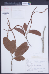 Coccoloba swartzii image