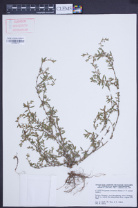 Polygonum arenastrum image