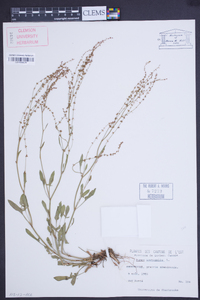 Rumex acetosa image