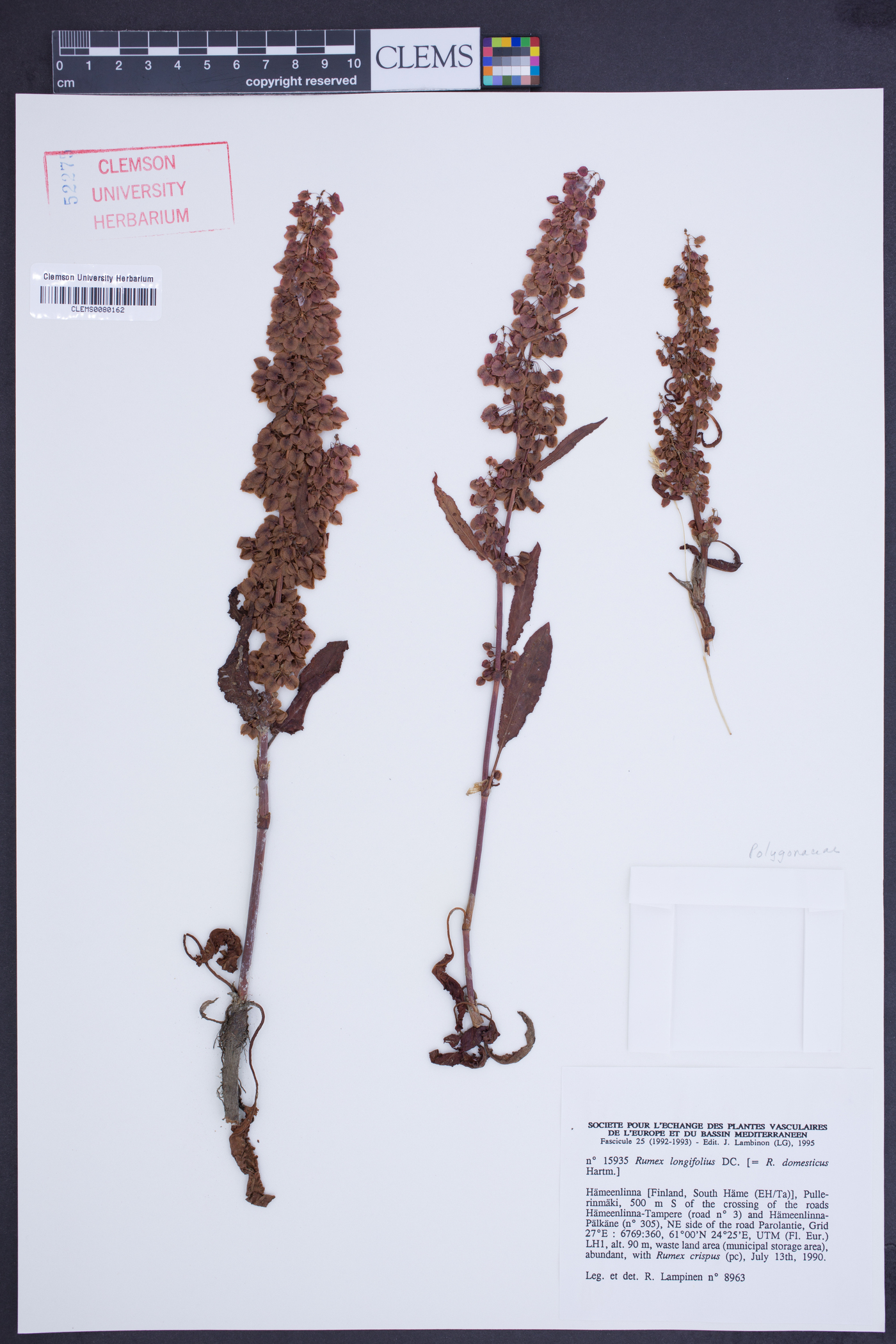 Rumex longifolius image