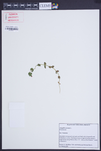 Lysimachia arvensis image