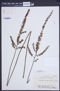 Actaea japonica image