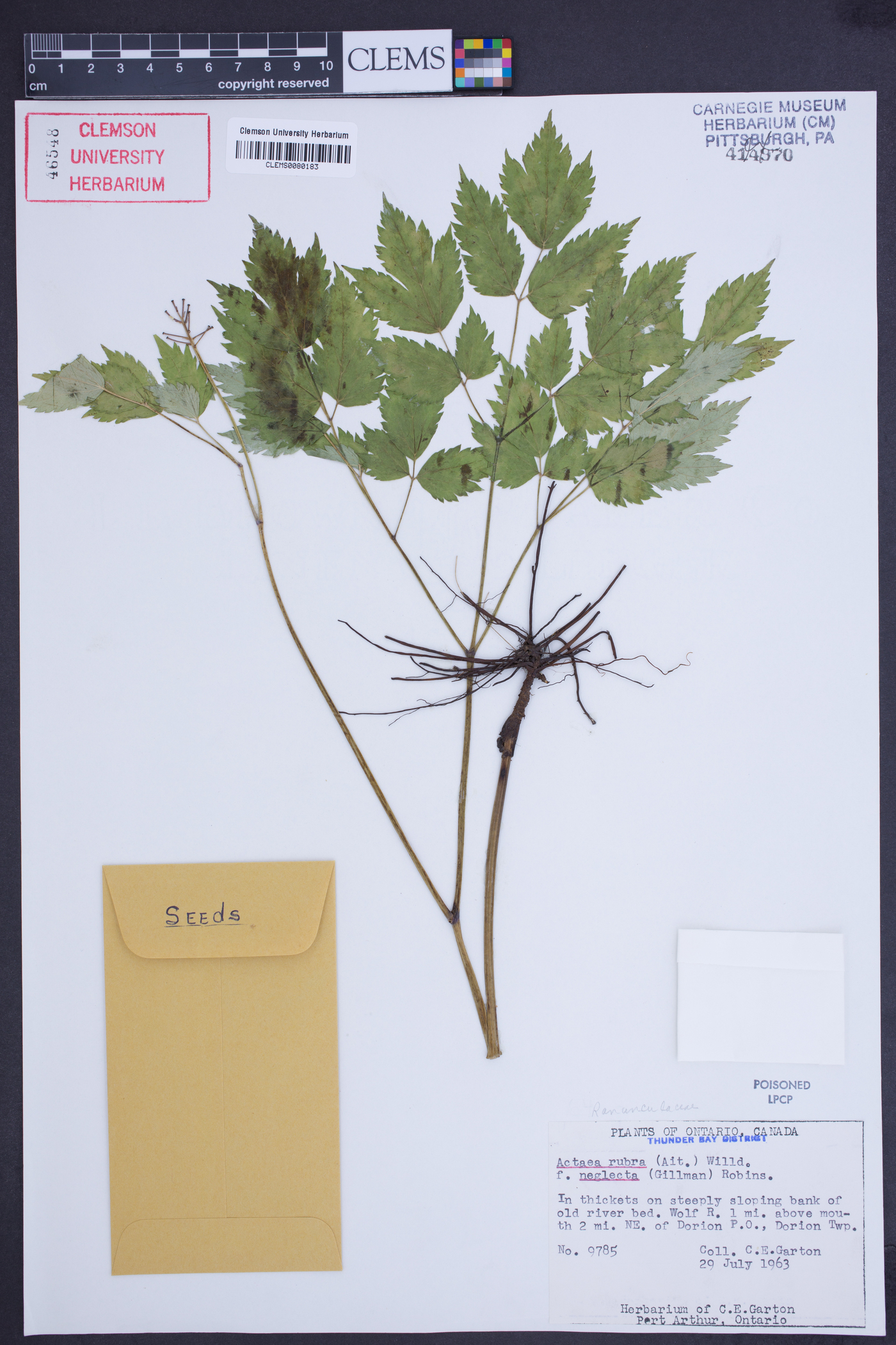 Actaea rubra subsp. rubra image