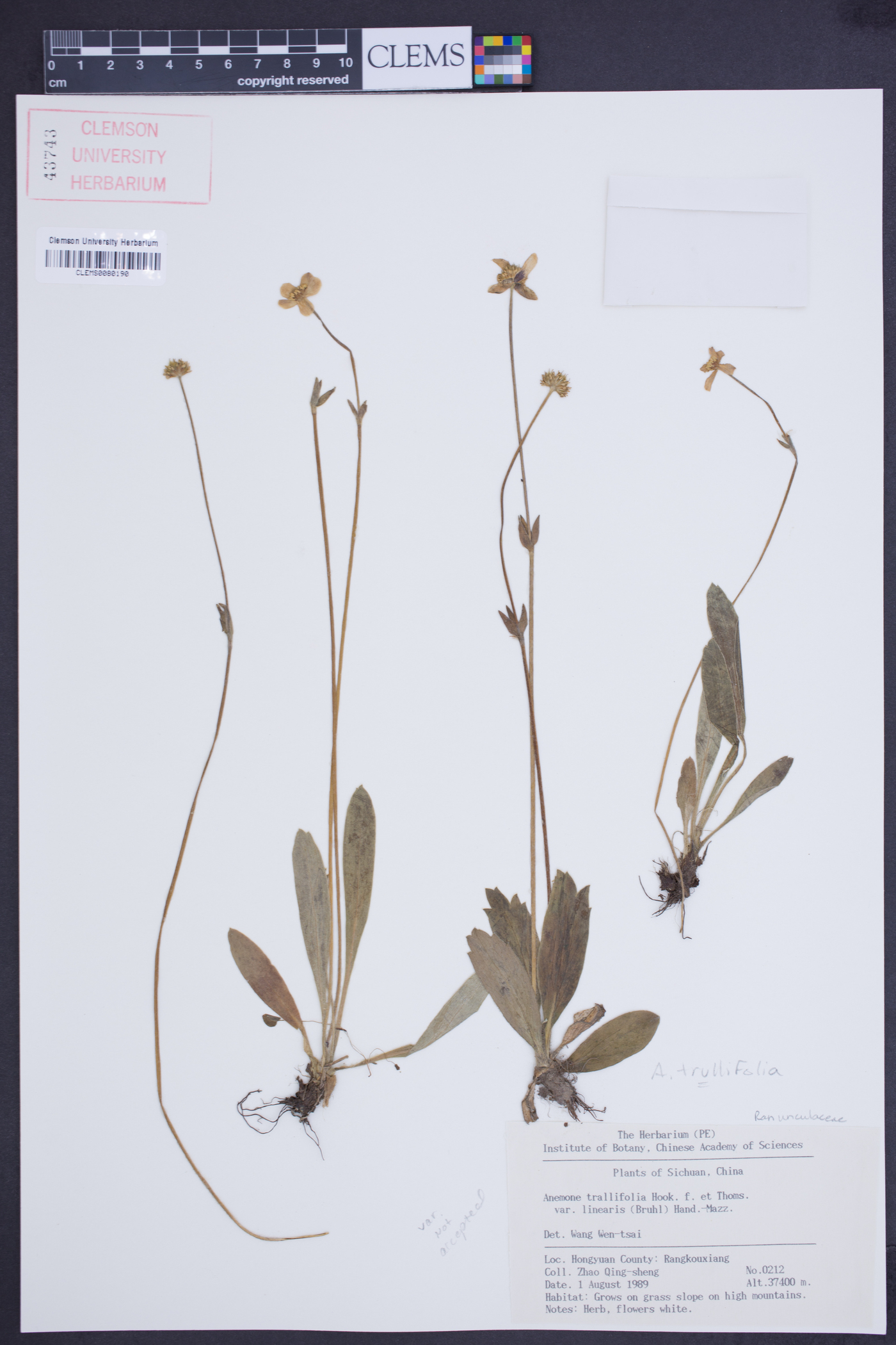 Anemone trullifolia image