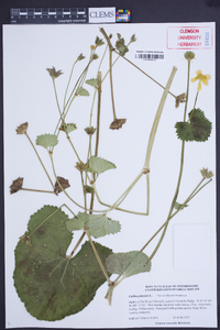 Caltha palustris image