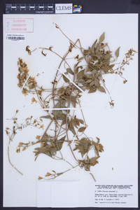 Clematis flammula image