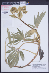 Helleborus foetidus image