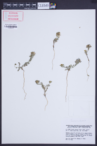 Image of Nigella degenii