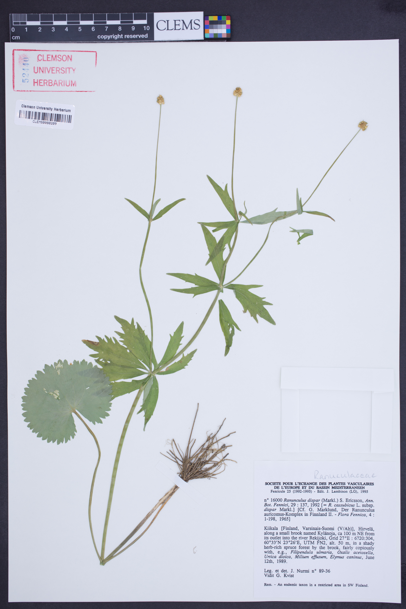 Ranunculus dispar image